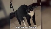 这是黑猫警长的原形，你喜欢奶牛猫吗？