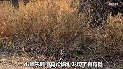 花豹趁母狮出去狩猎，竟对小狮子发起偷袭，当母狮回来后伤心欲绝
