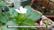 瑞香花的养殖方法和注意事项