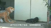 男子扮成老虎吓唬狗，狗子发现后，差点吓疯了