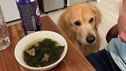 主人吃独食不管狗子，金毛馋到流口水，接下来忍住别笑