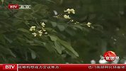 四百岁国槐金秋开花专家称今年花开二度有科学依据