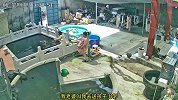 男子专心喂鱼忘送孩子上课，无视妻子多次提醒被一脚踹进鱼池
