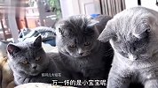猫：主人是男的呀，怎么能怀孕呢？