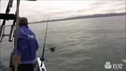 德牧陪主人出海偶遇鲨鱼，情急之下跳进海里