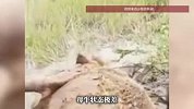 近1000斤重的怀孕母牛被卡水渠12小时，村民救援未果报警，被救出时已遗憾流产