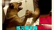 狗主人的迷惑操作，“工具狗”狗生也太惨了