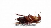 蟑螂怎么杀死看这里