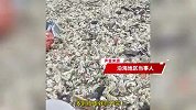 台风“韦帕”过境后，一海滩遍地海鲜，居民冒雨赶海捡到“爆桶”