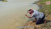 河边时常发出异响，小伙果断把鸡肉扔下去，竟收获一条几十斤怪鱼