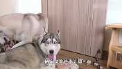 因为一个玩具引起的战争！两只哈士奇谁能赢？场面笑爆了
