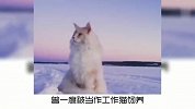 温柔的巨人——缅因猫