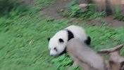 为了引起奶爸的注意，熊团子啥招都使出来了，太好玩了