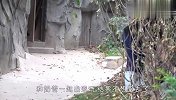 调皮熊猫VS硬核奶爸，不回家直接被抬走，画面笑翻了