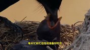 这只幼鸟太可恨了，它将自己兄弟全部推下鸟巢，只为独享母爱！
