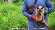 为什么小奶猫这么可爱，当看到猫妈妈那一刻，才明白这是遗传