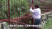 狮子拒绝进食饿成皮包骨，看到救命恩人时，画面让人落泪
