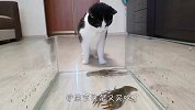 猫咪第一次看到小龙虾，好奇到上手摸，接下来忍住别笑