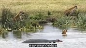 为了吃到河马肉，鬣狗使出调虎离山之计，河马果然上当了