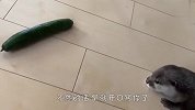 水獭正在睡觉，铲屎官故意在旁边摆上黄瓜，接下来忍住别笑