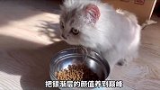捡来的流浪猫养7个月后，长得好可爱！