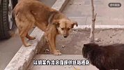 未拴绳泰迪与流浪猫打架，主人劝阻被猫抓伤，为猫提供纸箱者遭索赔近万元