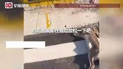 现实版守“墩”待兔！男子路边休息遇野兔撞墩身亡