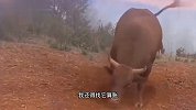 牛：为啥锯我角？不砍它腿？