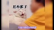 小猫咪怎么理解我们的亲吻的？