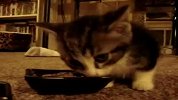 爆笑贪吃的猫咪