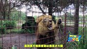 狮子最猛？老虎狮子到底谁的战斗力更强？