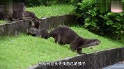 水獭妈妈带孩子去游泳，结果在台阶前停住，原来水獭宝宝害怕下去
