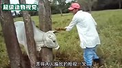 白牛为了挠痒痒，却把自己卡在树中间，主人直接拿出了电锯解救白牛