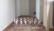 牧羊犬挑战保龄球，智商高的就是不一样，看完服气了