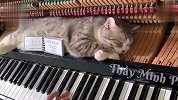 猫：你这个钢琴弹的太解痒了，没事儿多弹几遍