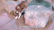哈士奇一屁股坐上喷泉口，不料突然喷水了，下一秒笑喷众人