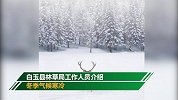 四川甘孜拍到国家一级保护动物白唇鹿：下山找水源