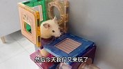 小仓鼠挑战积木管道迷宫，爬来爬去的好开心