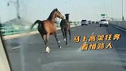 两匹马在济南高架路狂奔看懵路人 交警：失主遛马时，马跑了