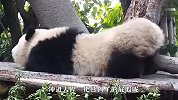 你们见过熊猫的屁股吗？圆乎乎的太可爱了，场面萌翻了