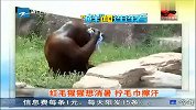 红毛猩猩想消暑 拧毛巾擦汗