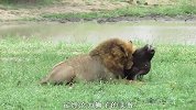 狮子袭击野牛，却差点惨遭反杀，这野牛太猛了