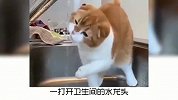 宠物冷知识，如何让猫咪多喝水？奇怪的知识又增加了