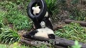 熊猫为了证明自己身材，当众表演钻轮胎，场面笑爆了