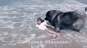 狗狗发现小主人被拍倒在地，叼起小主人往岸上拖，真是太忠诚了