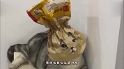 猫：铲屎的说给我买了个防晒帽，我总觉得他脑子有问题