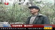 巨型野葛根 重达100斤