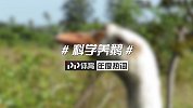 PP体育年度热词——科学养鹅