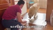 听说猫害怕锡箔纸，主人就想看看金毛的反应，结局差点哭了