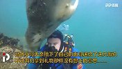 一定是特别的缘分！英国探险家潜水遇“痴情”海豹纠缠